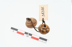 Foto von Bernsteinringperle (NHMW-PRAE-026285)